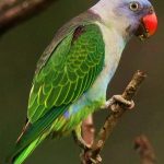 Blue-rumped parrot