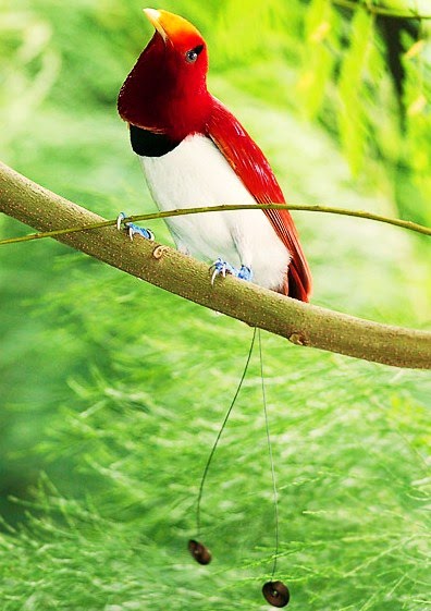 King bird-of-paradise