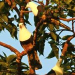 Black-backed fruit-dove