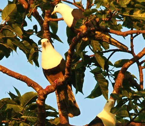 Black-backed fruit-dove