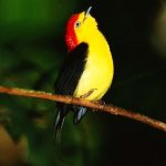 Wire-tailed manakin