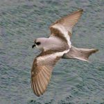 Fork-tailed storm-petrel