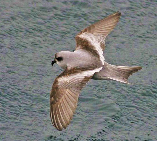 Fork-tailed storm-petrel