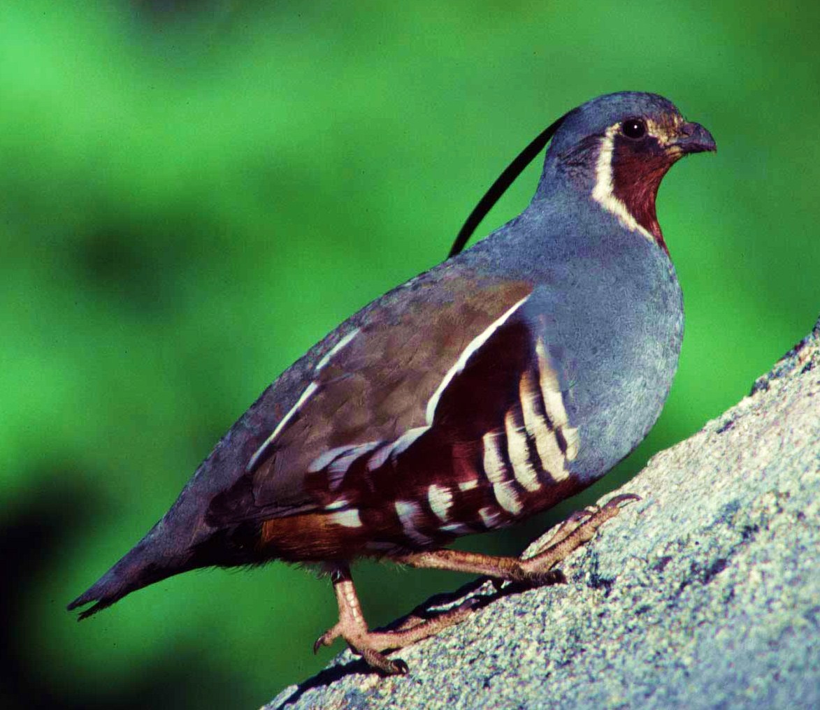 Mountain quail