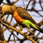 Red-bellied parrot
