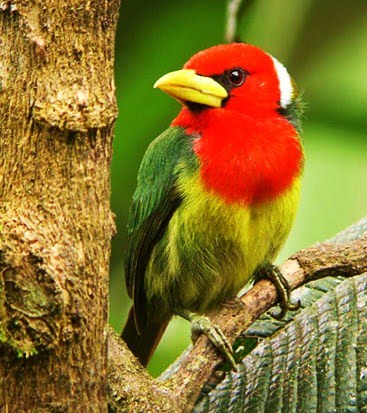 Red-headed barbet