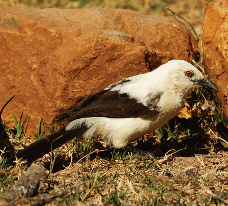 Southern pied-babbler