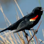 Tricoloured blackbird