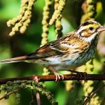 Yellow-browed bunting