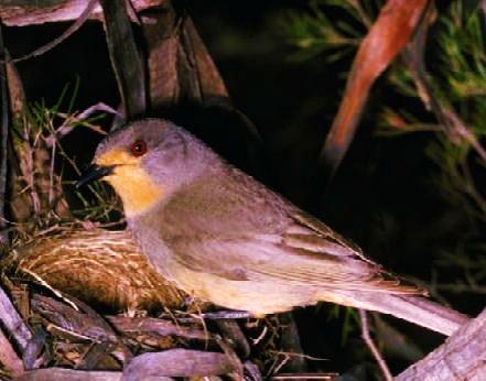 Red-lored whistler