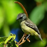 Yellow-crowned tyrannulet