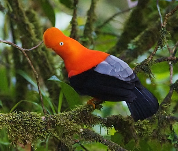 Andean cock-of-the-rock