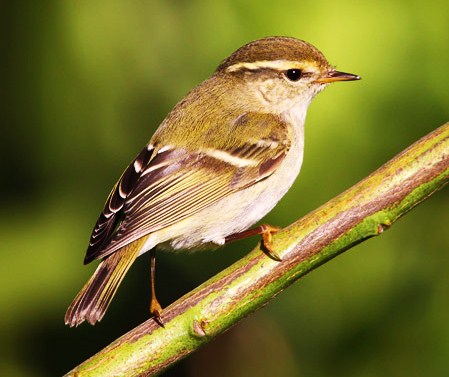 Yellow-browed warbler