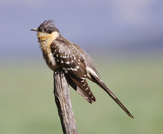 Great spotted cuckoo