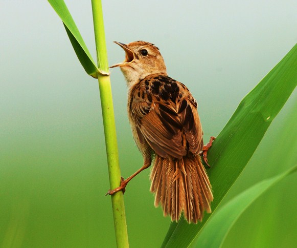 Marsh grassbird