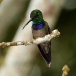 Violet-chested hummingbird