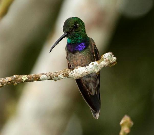 Violet-chested hummingbird
