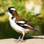 White-browed sparrow-weaver