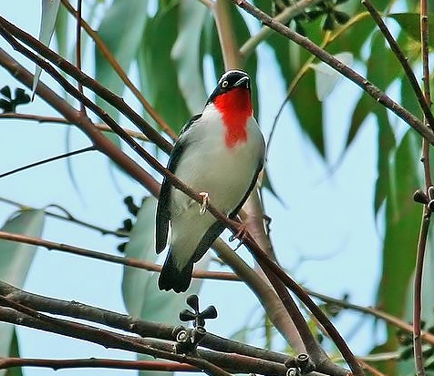 Cherry-throated tanager