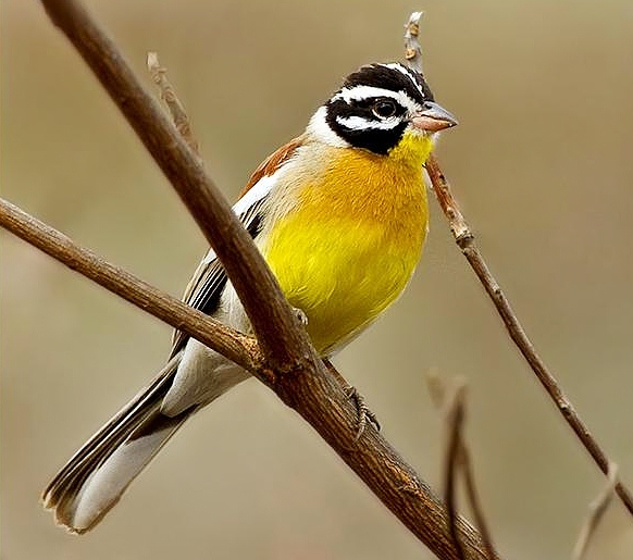 Golden-breasted bunting