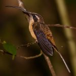 Long-tailed hermit