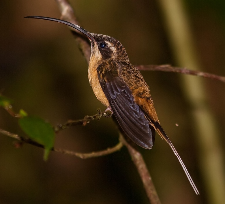 Long-tailed hermit
