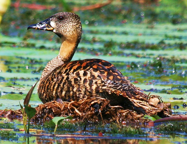White-backed duck