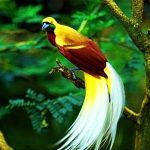 Lesser bird-of-paradise