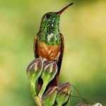 Chestnut-bellied hummingbird