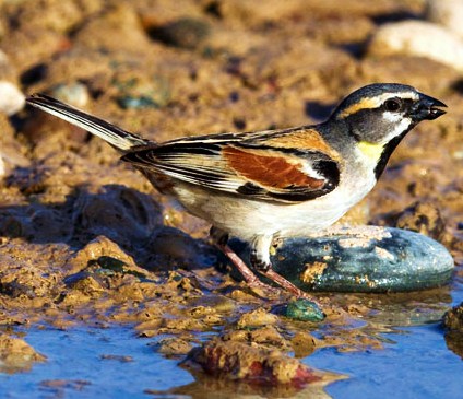 Dead Sea sparrow