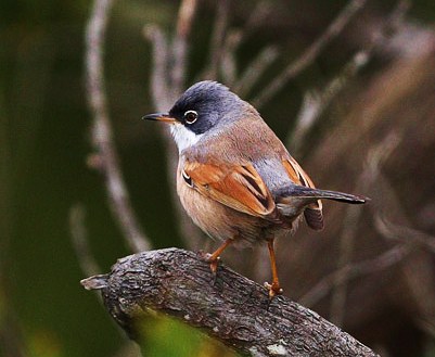 Spectacled warbler