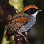 Black-cheeked gnateater