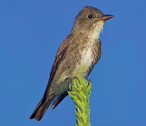 Olive-sided flycatcher