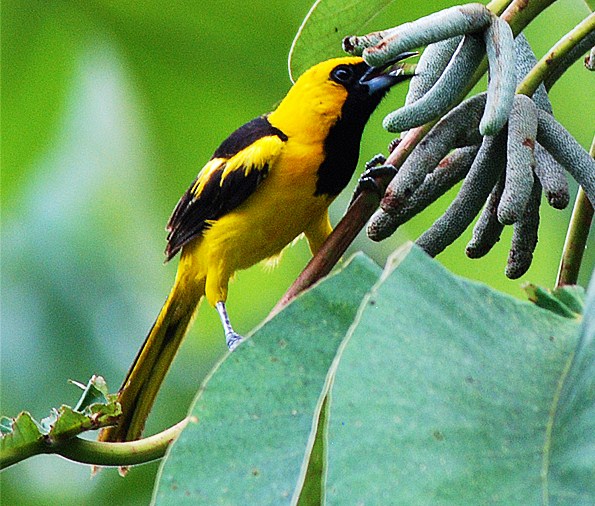 Yellow-tailed oriole
