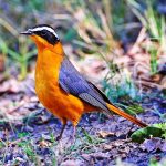 White-browed robin-chat