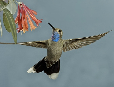 Blue-throated hummingbird