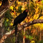 Crow honeyeater