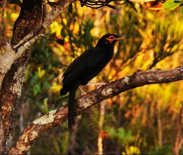 Crow honeyeater