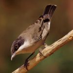 Arabian warbler