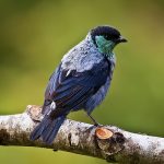 Black-capped tanager