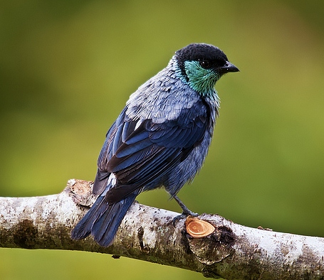 Black-capped tanager