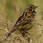 Chestnut-eared bunting