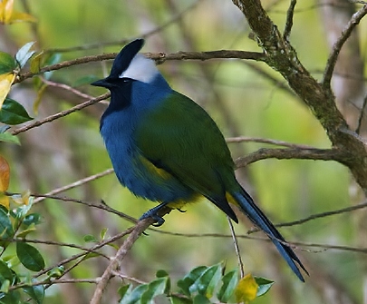 Crested berrypecker
