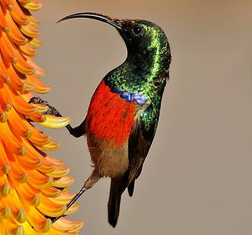 Greater double-collared sunbird