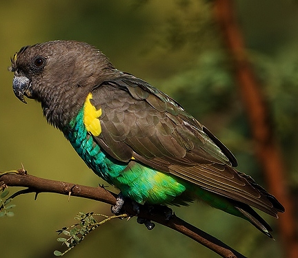 Meyer's parrot