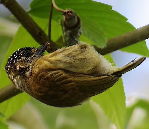 Olivaceous piculet