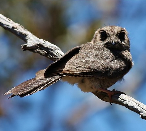 Australian owlet-nightjar