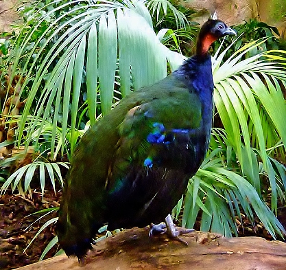 Congo peafowl