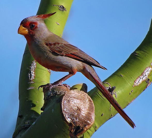 Desert cardinal