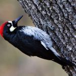 Acorn woodpecker